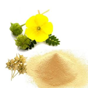 Tribulus Terrestris Extract