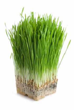 Organic Wheat Grass