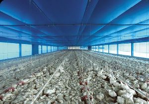 Poultry Shade Net