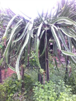 Dragonfruits plants