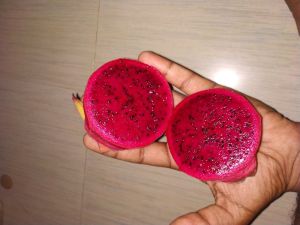 Red Dragon Fruit