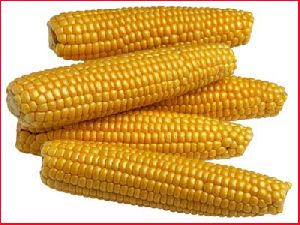 Corn