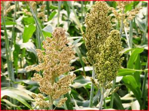 Indian Sorghum