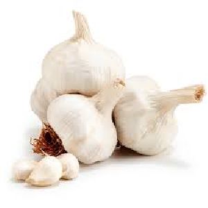 Fresh Garlic