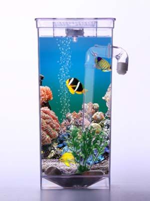 Fun Fish Cleaning Tank FIsh Aquarium