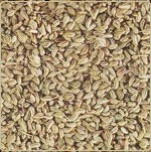 Ajwain