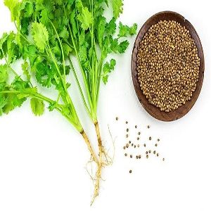 Coriander