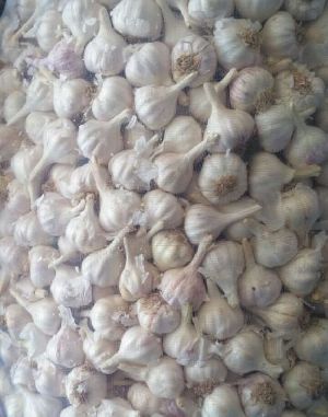 Fresh Garlic