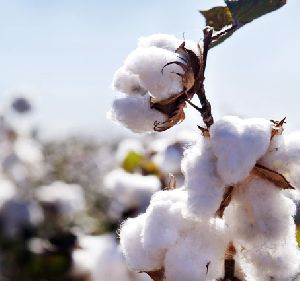 Cotton