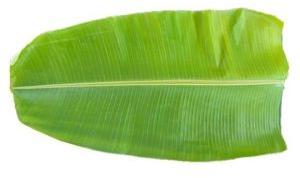 Banana Leaves