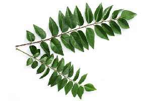 Curry Leaves