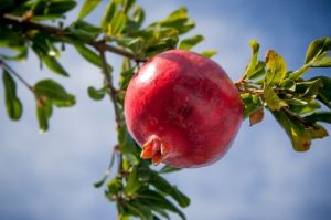 Fresh pomegranate