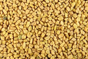 Fenugreek