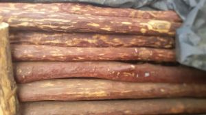 Red sandalwood