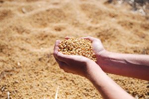 Soybean Seeds