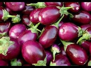 Fresh Brinjal