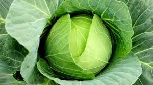 Fresh Green Cabbage