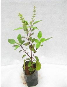 Tulsi Plant