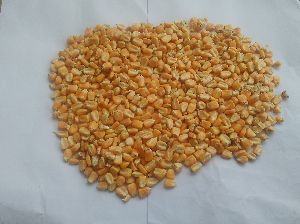 Corn Seeds