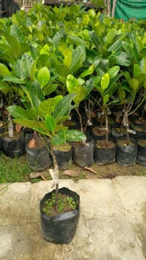 jack fruit plant