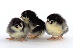 Black Australorp Poultry Chicks