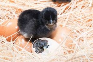 Kadaknath Poultry Chicks