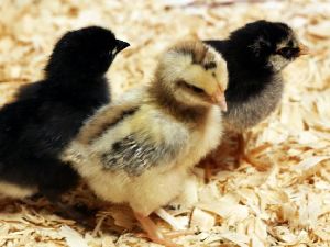 Country Poultry Chicks