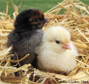 Sahyadri Poultry Chicks