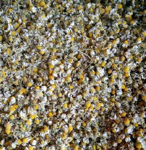 Dried Chamomile flowers