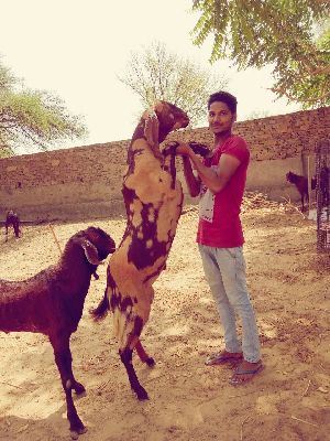 Sirohi Goat