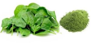 spinach-powder-Palak