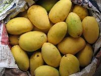 Chaunsa Mango