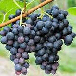 Fresh Grapes