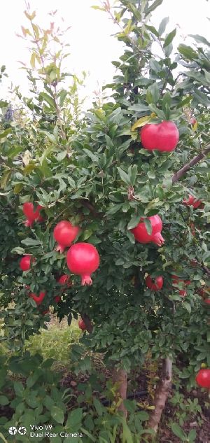 Pomegranate