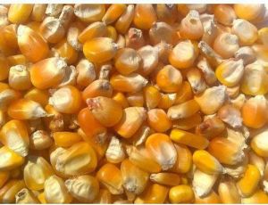 Yellow Maize Cattle Feed