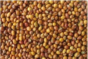 Pigeon Peas