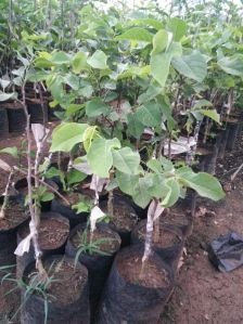 Custard Apple Plants