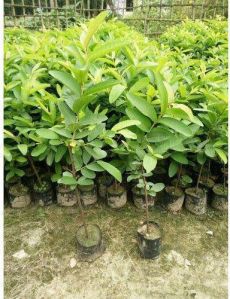 L49 Guava Plant