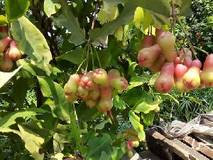 Red Water Apple Plant
