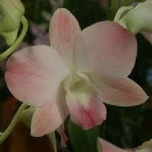 orchids plant