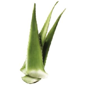 Aloe Vera Leaves