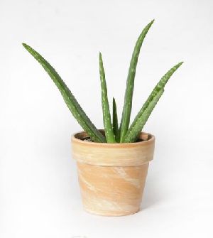 Aloe Vera Plant