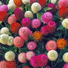 Fresh Amaranth Flowers