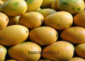 Fresh Banganapalli Mango