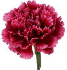 Fresh Carnation Flowers