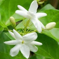 Fresh Jasmine Flowers