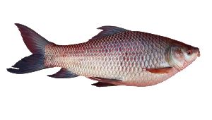 Rohu Fish