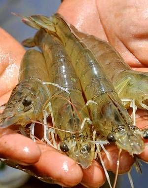 Vannamie shrimp