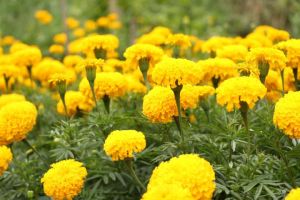 Marigold Flowers