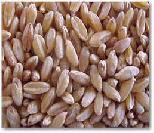 Lokwan Wheat